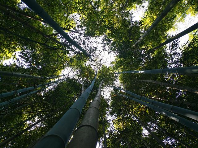 西安卧龙山庄风景区现该地区最大面积野生竹林