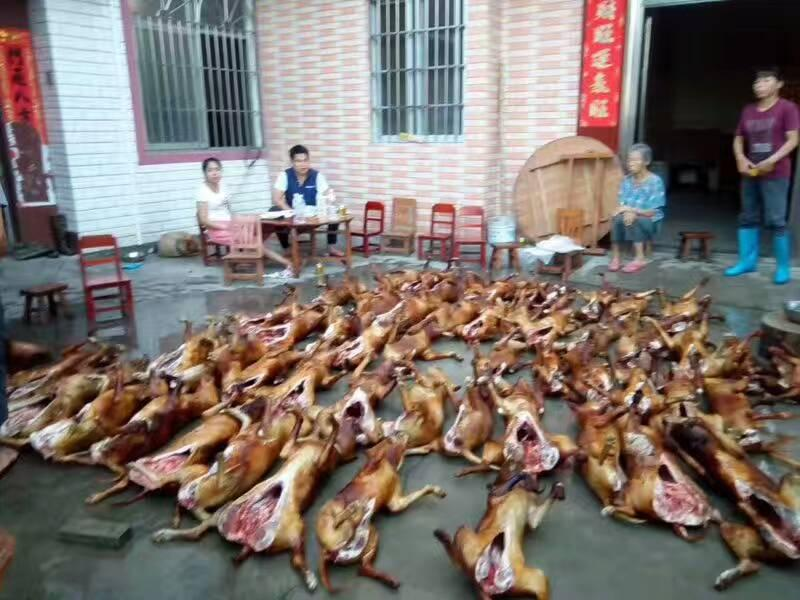 广西玉林市委宣传部回应新京报称,所谓"荔枝狗肉节"系本地民俗,并非