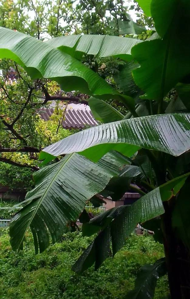 江南诗意,雨打芭蕉