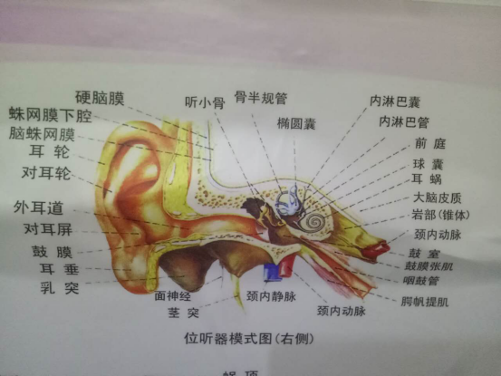 耳道分泌物时间长了,堆积在耳道里会出现耳耵聍和耳结石,轻者影响听力