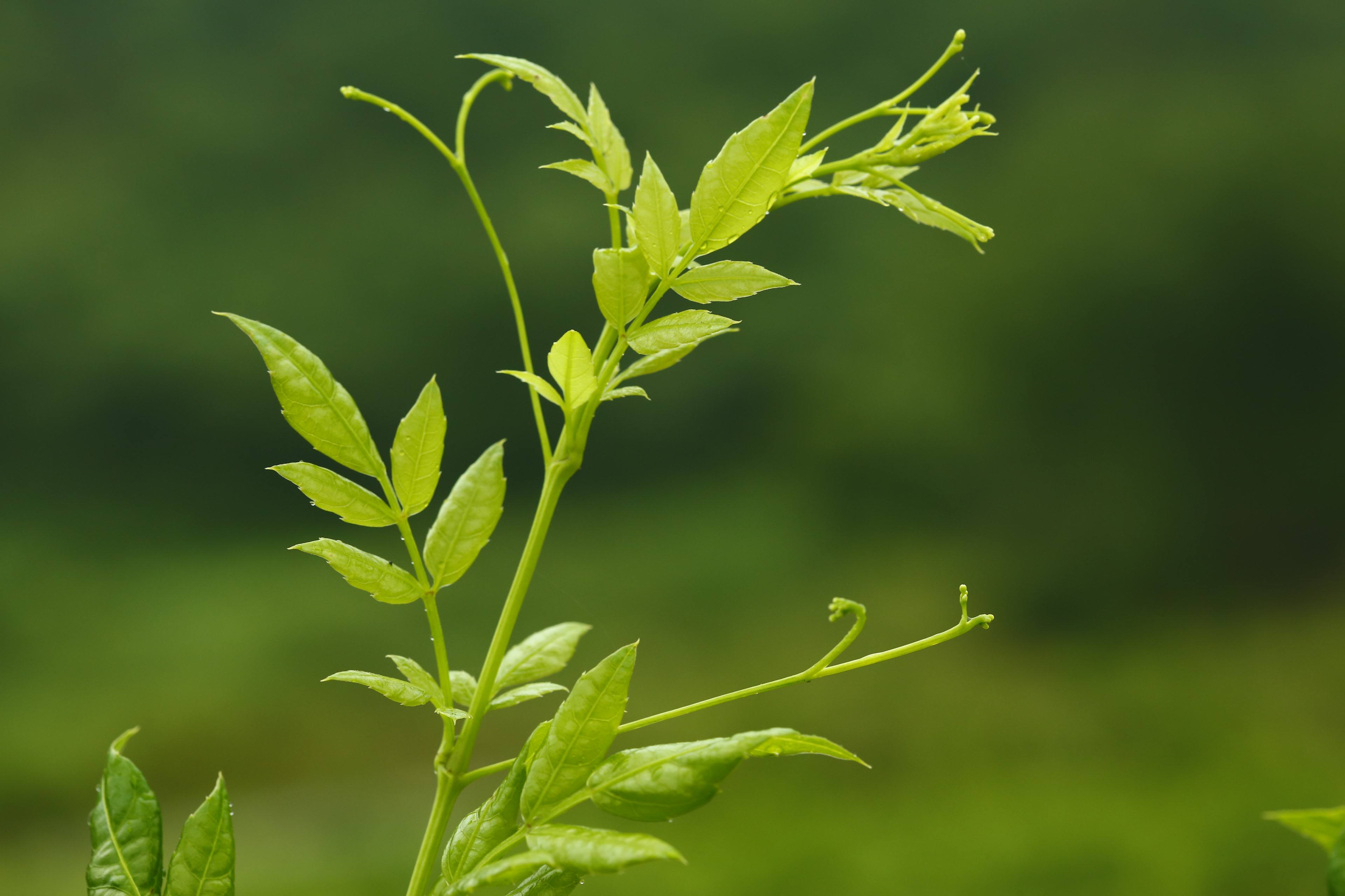 糖平方笔记:茅岩莓,你的家庭保健师