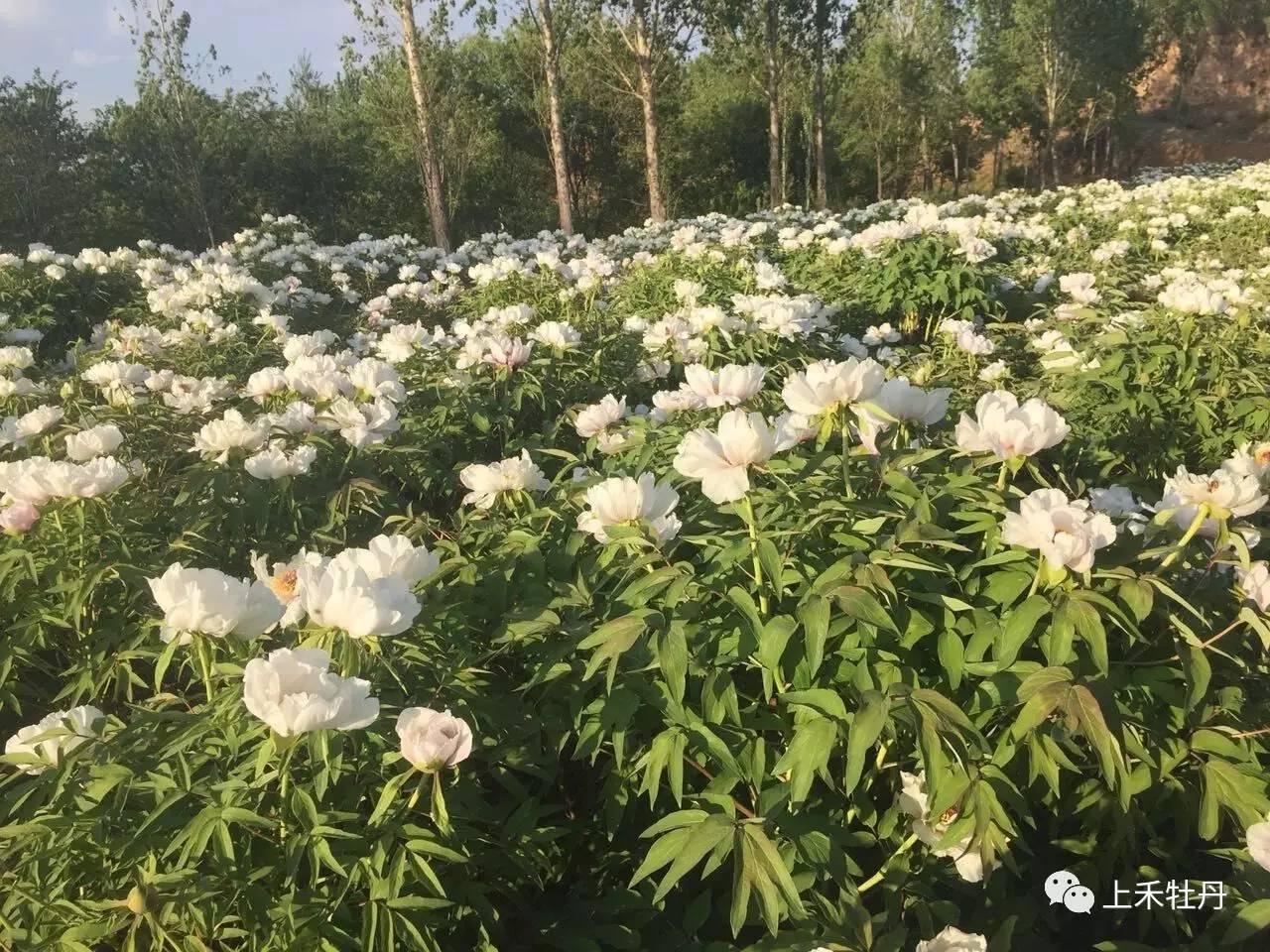 技术 炎炎夏日,油用牡丹干叶,干边现象管理方法