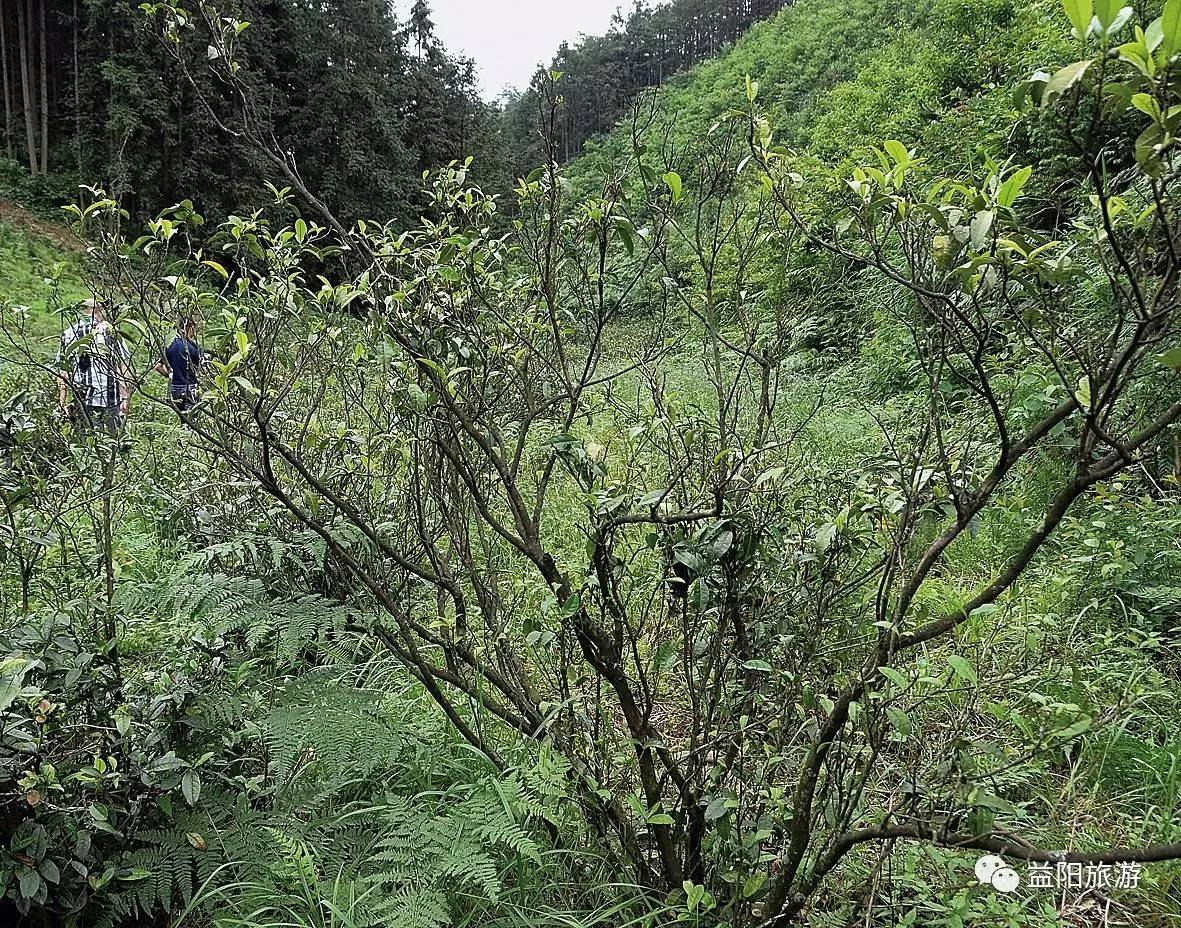 它称自己是"天下黑茶第一村,你是否同意?