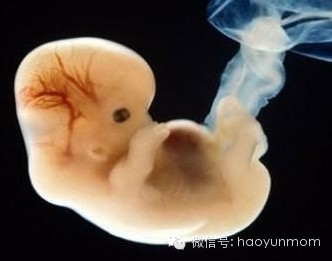 【高清图鉴】胎儿子宫内发育全过程 太壮美!