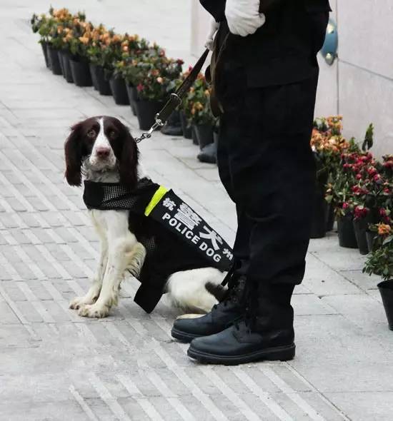 上图:比格犬;下:史宾格犬 据汉森训导员袁美进介绍,检疫犬从一出生时