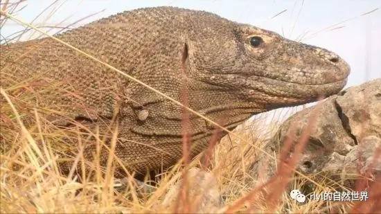 科莫多巨蜥——世界最大的有毒动物!