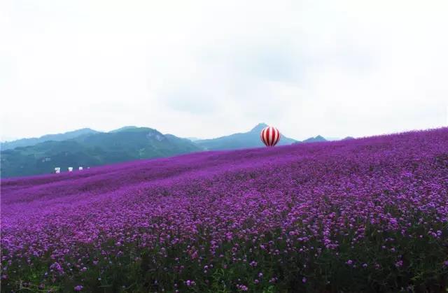 "探景黔北花海" 未亲眼目睹, 怎能服众 从遵义市区出发50分钟到达景区