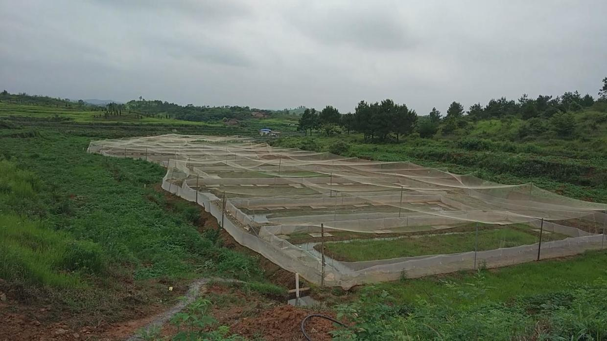 致富泥鳅养殖_致富经泥鳅_致富经养泥鳅视频播放