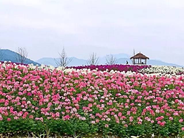 余杭千里花