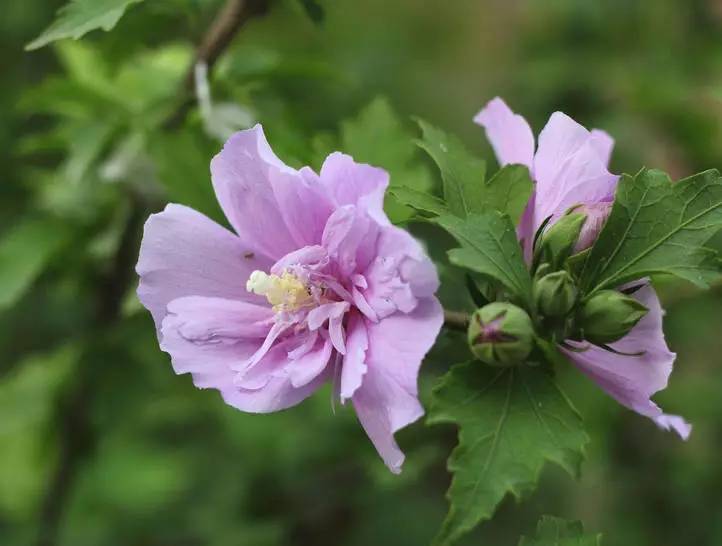 木槿花颜