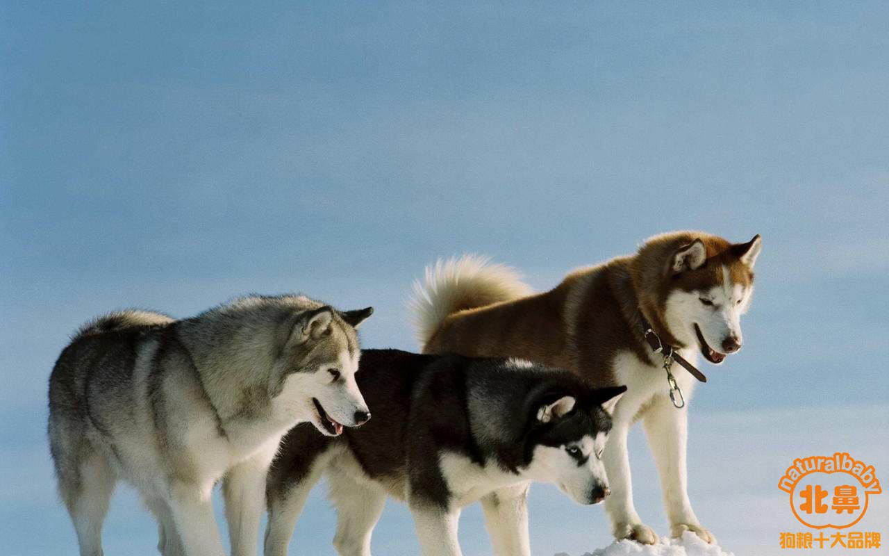 【北鼻天然狗粮】分享,阿拉斯加/雪橇犬的犬种介绍