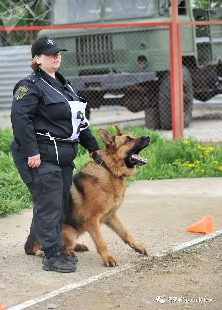 图集:俄罗斯警犬