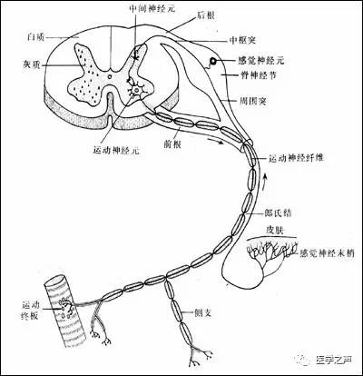 最全神经系统解剖图!