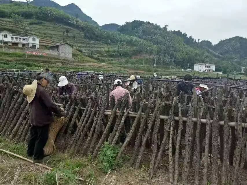 【宁强醉美家乡】阳平关镇—这里的人用自己的一份勤劳建设美丽的家园