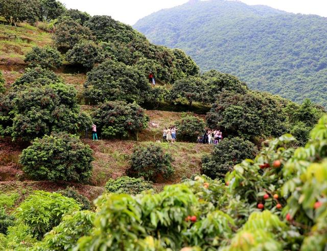 果农摘荔枝放路边供路人免费品尝,任你敞开肚皮吃