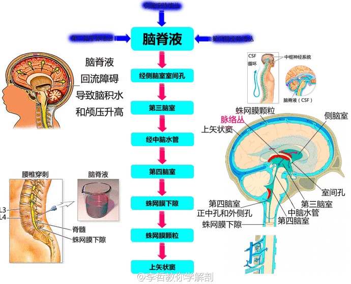 脑脊液循环面神经 一巴掌就能记住颅顶层次急性颅内高压所致脑疝