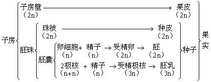 干货丨被子植物的个体发育