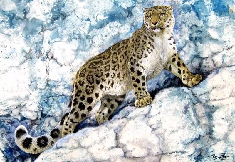 snow leopard, 65 x 50 cm