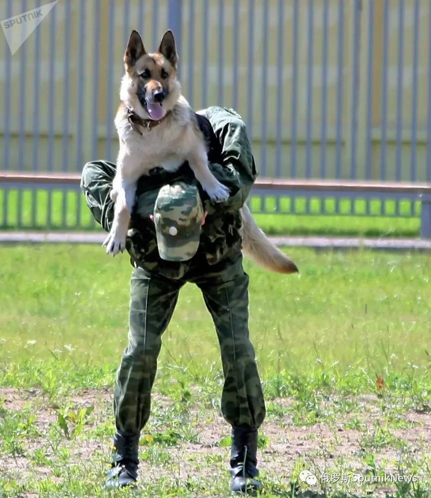 图集:俄罗斯警犬