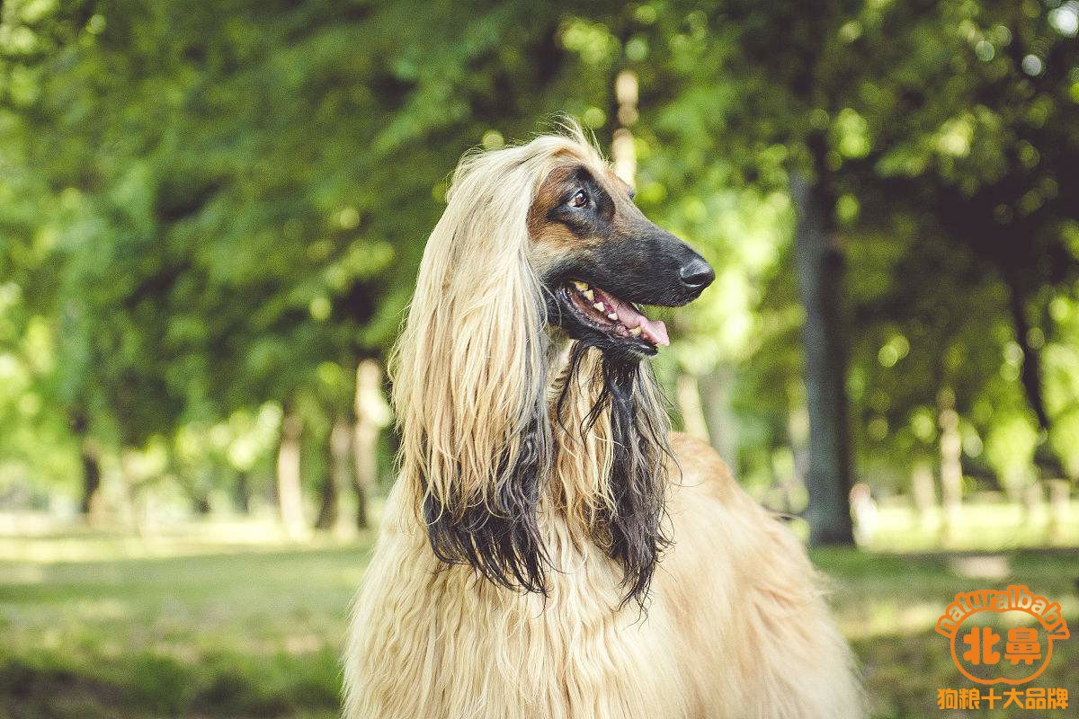 【北鼻天然狗粮】分享,阿富汗猎犬的品种介绍