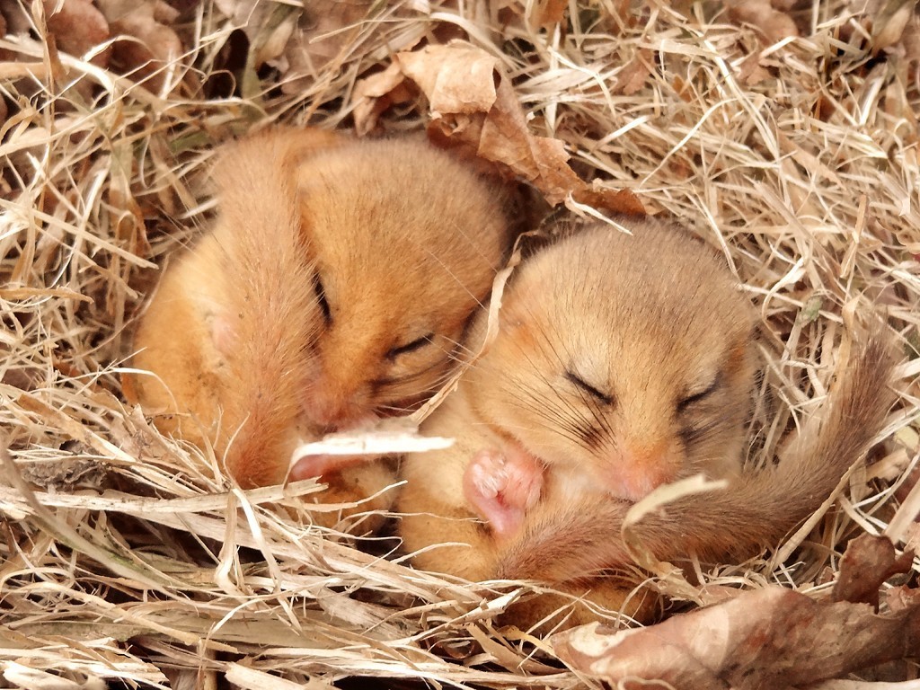 由于榛睡鼠冬眠时,体温会保持在比环境温度略高,因而 冬季气温的升高