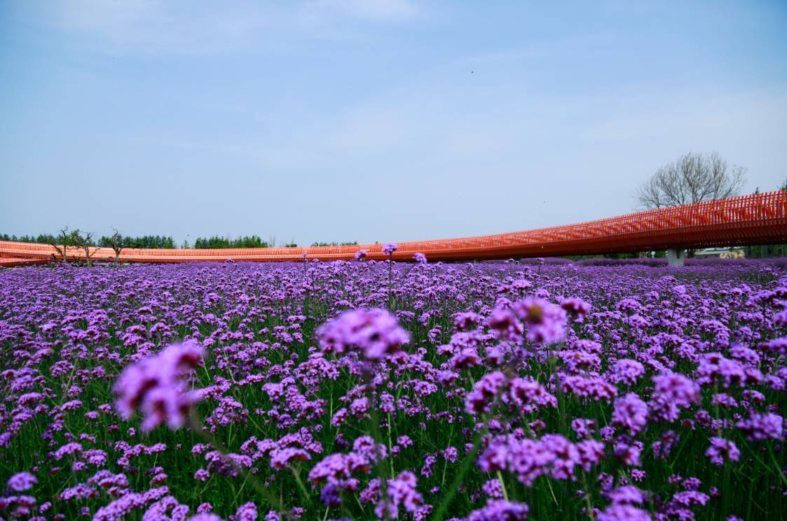 四季花儿开简谱_红莓花儿开简谱