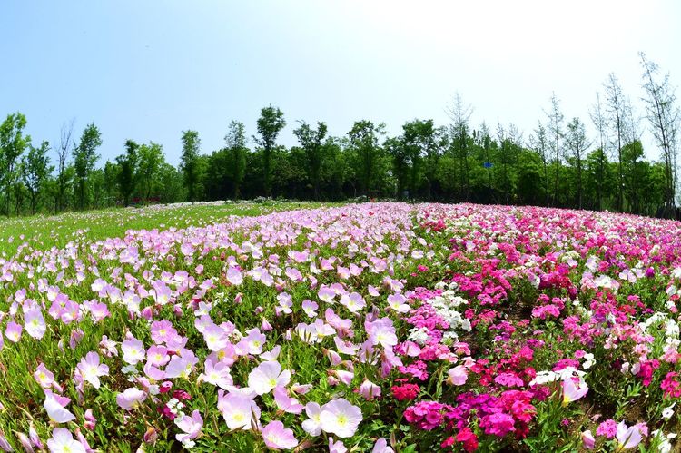 百花开四季四季花不同三台山衲田花海荣获江苏四季赏花地