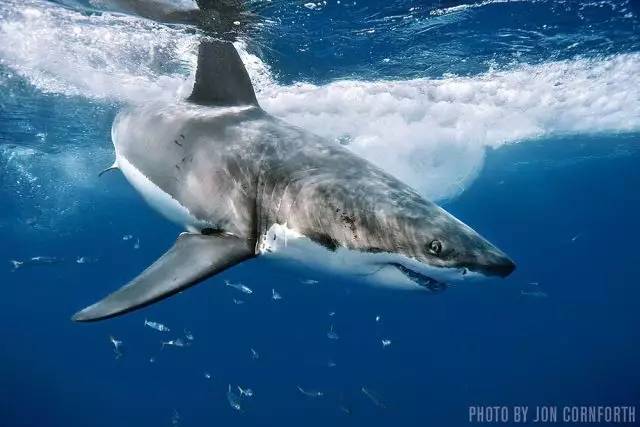 大白鲨great white sharks   baja california, mexico墨西哥