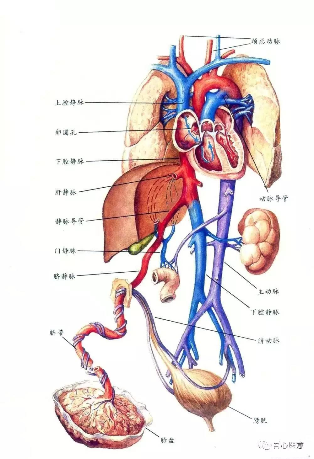 产妇吻完孩子离世,怀孕时妈妈的心脏经历了这么多