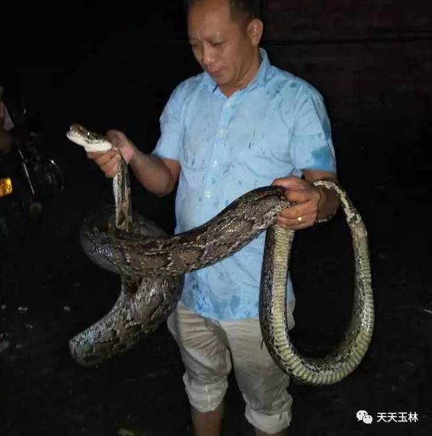 玉林某村发现一条大蟒蛇,你猜猜有多少斤?