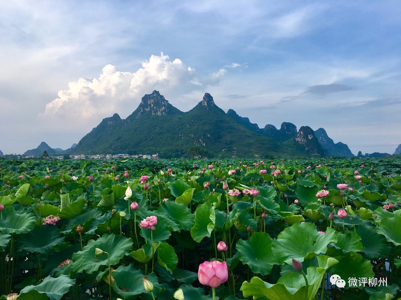 百朋镇观赏荷花的主要地点为下伦屯,和村及千荷园.