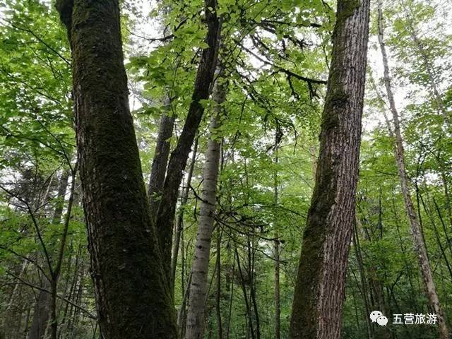 这个树种是椴木,听说这是做菜墩的绝好木材