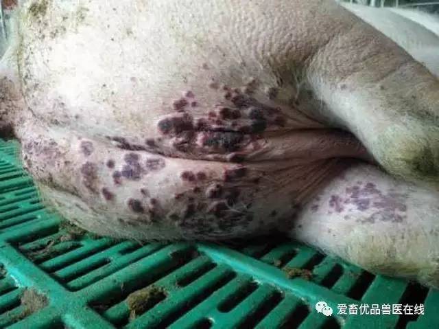 猪群中猪只出现湿疹,病情轻微的可用20%的浓盐水,擦拭猪只患病部位