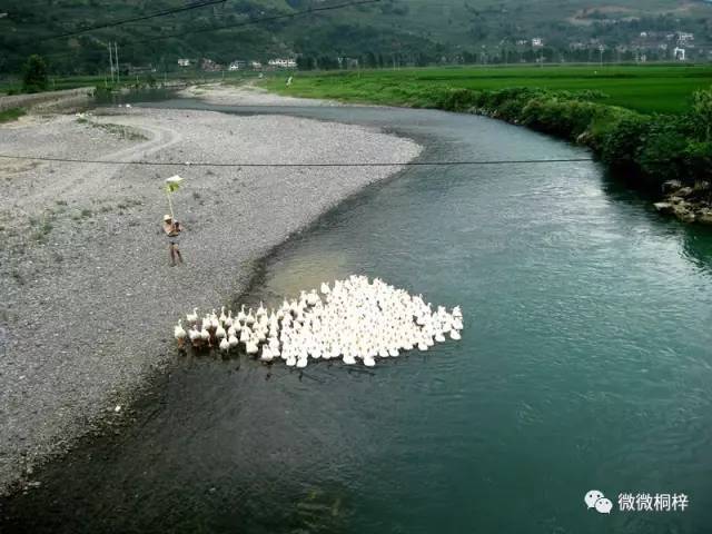 桐梓县人口有多少_贵州遵义桐梓县图片