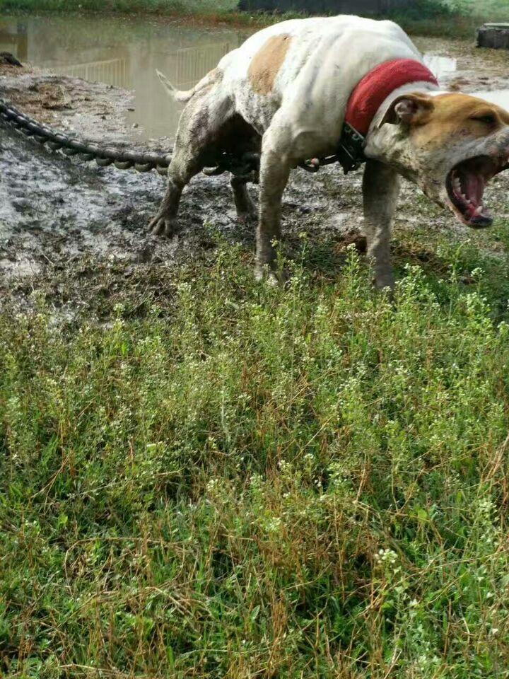 猛犬比特犬最牛掰的打架比赛