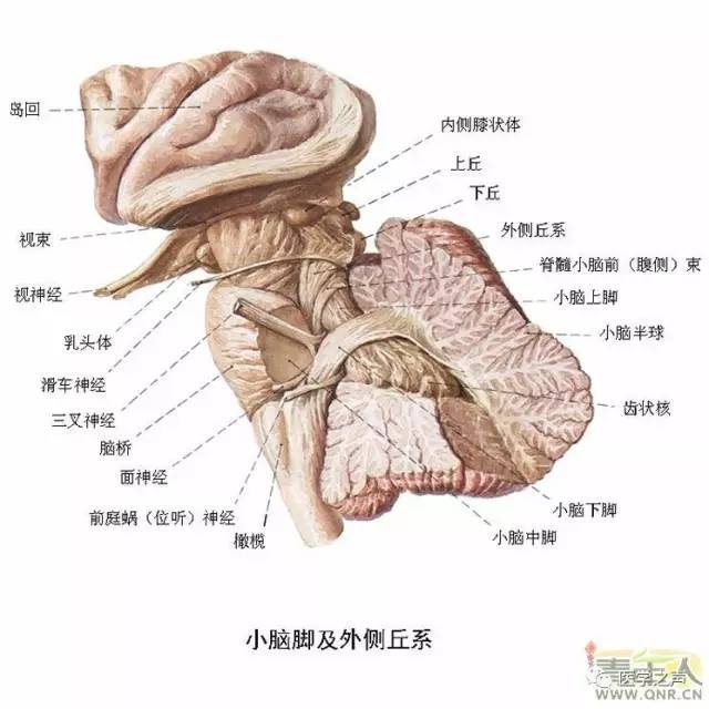 脑模型对比大脑供血动脉3d扫描ct成像脑室系统脑干脑部神经系统是由脑