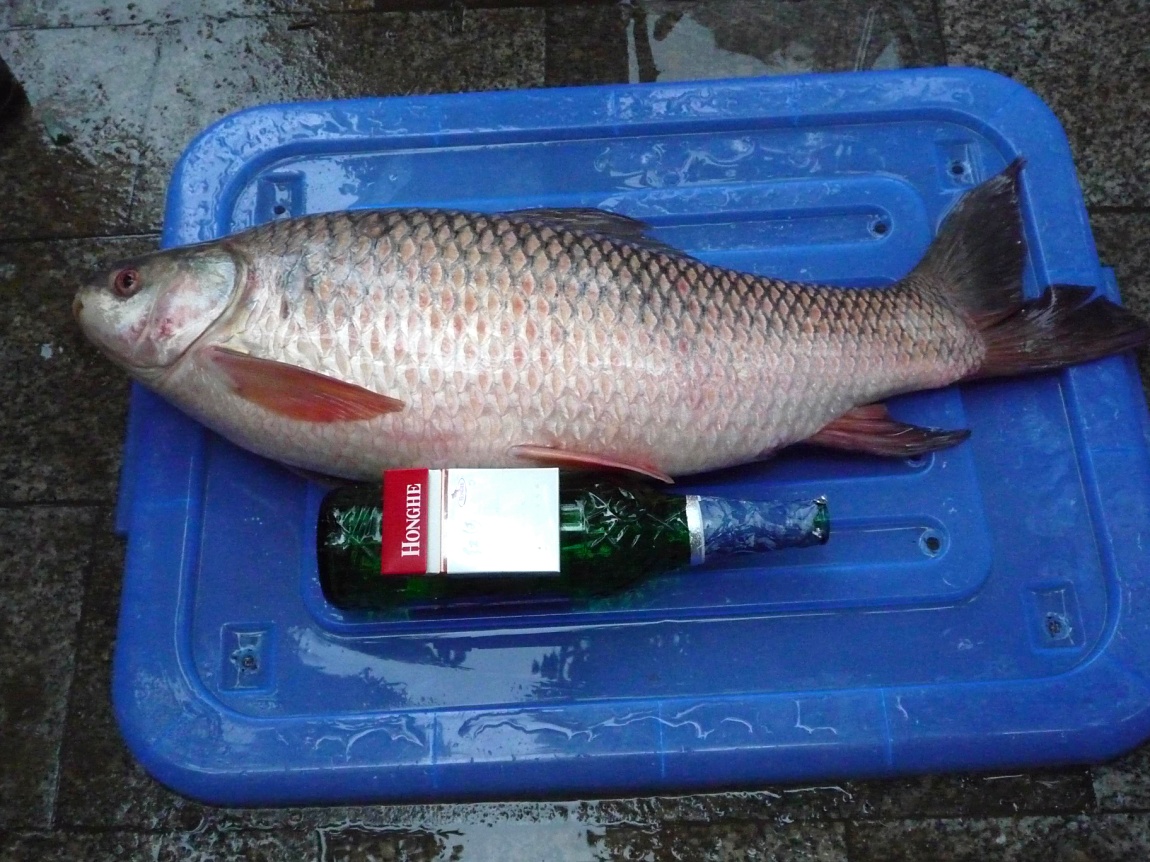 11斤的野生大鲮鱼,体色雪白,腹鳍橙红,十分罕见