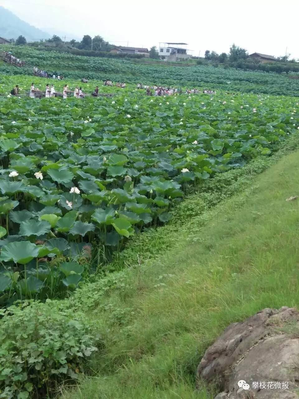 芭蕉镇人口_芭蕉树图片(2)