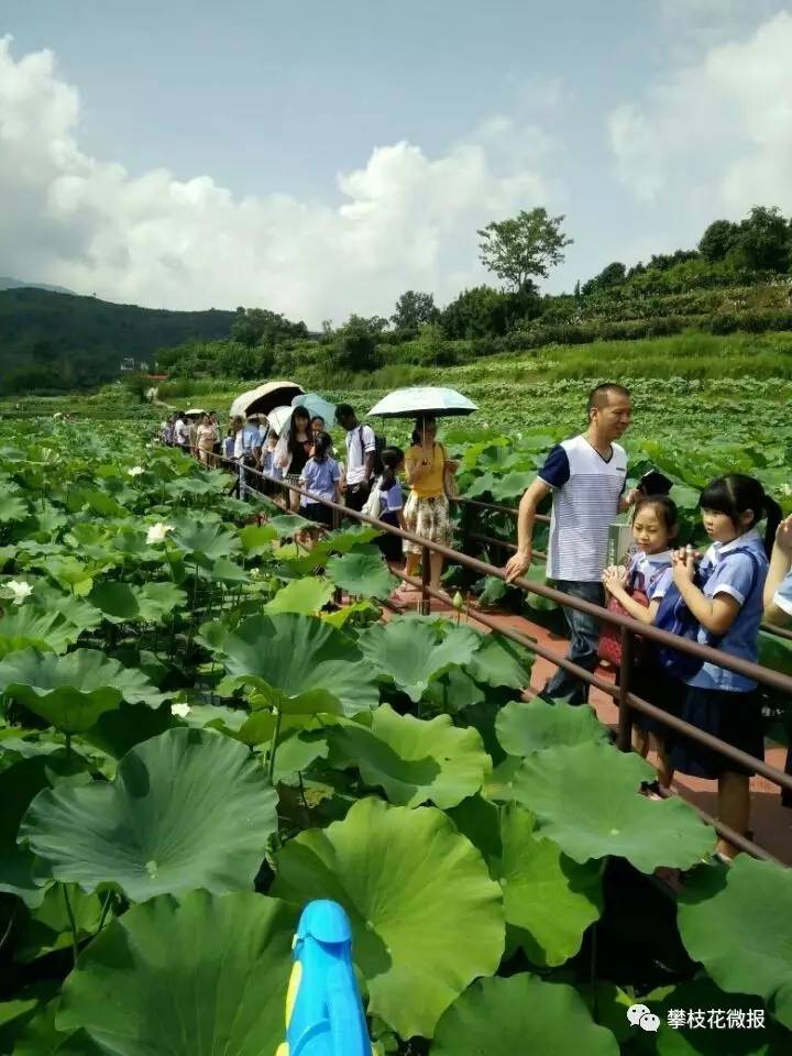 芭蕉镇人口_芭蕉树图片(2)