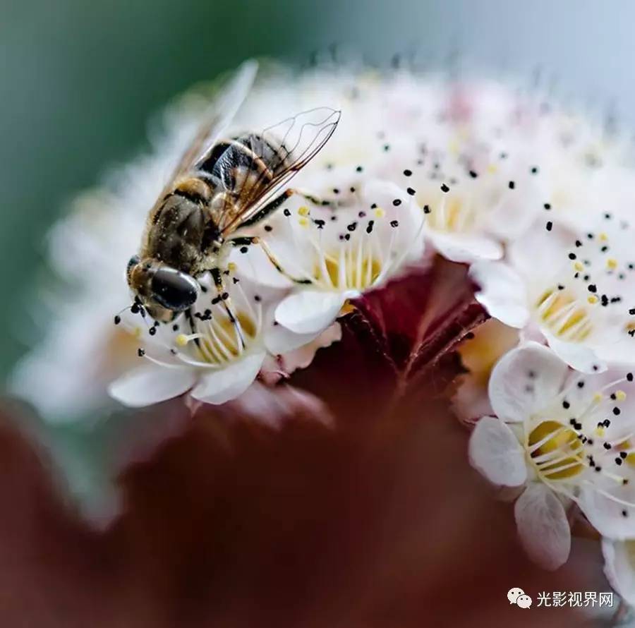 成语蜂腰什么膝_黄腰蜂喜欢吃什么(3)