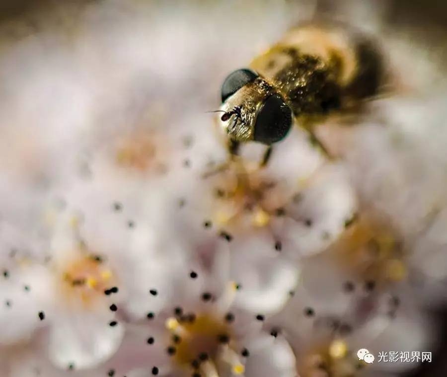 成语蜂腰什么膝_黄腰蜂喜欢吃什么(3)