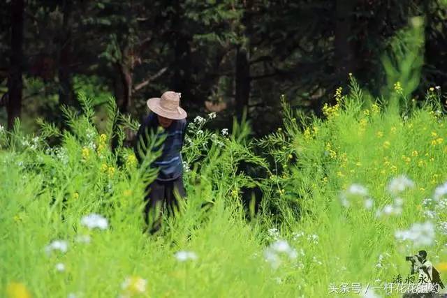 16:垢金在他的油菜花地里拔草.他是我这次回来主要看我的老人.