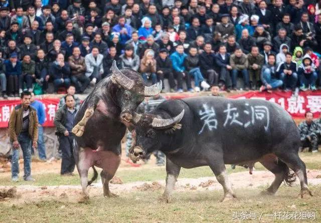 贵州—黔东南谷陇镇激情"斗牛"让数万人聚首