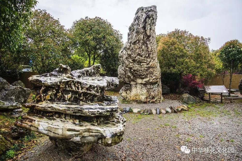 旅游 正文  为了更好的诠释桂花文化所蕴含的:桂林一枝的 人才文化