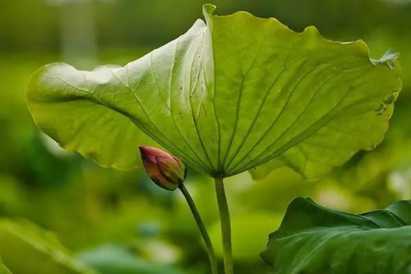 高州荷花总人口有多少_高州大井镇有多少个村