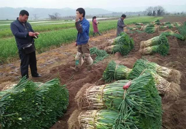 都说今年种大葱赚钱,农户要掌握种植大葱的高产基本知识