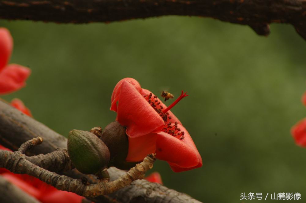 摄影欣赏：木棉花