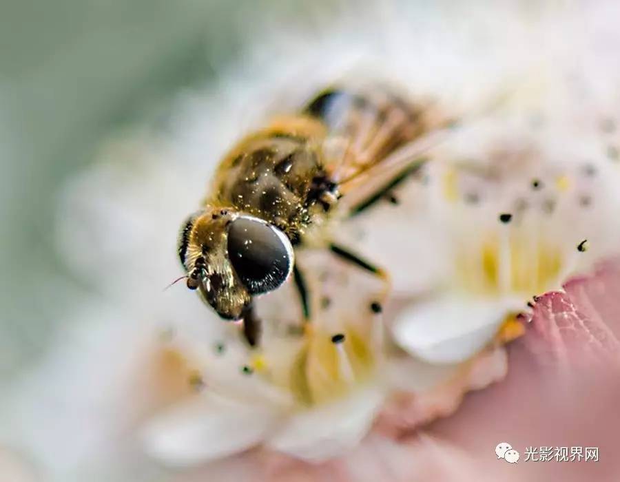 成语蜂腰什么膝_黄腰蜂喜欢吃什么(3)