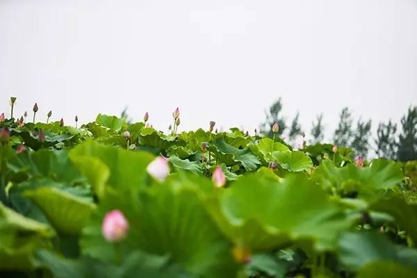 高州荷花总人口有多少_高州大井镇有多少个村