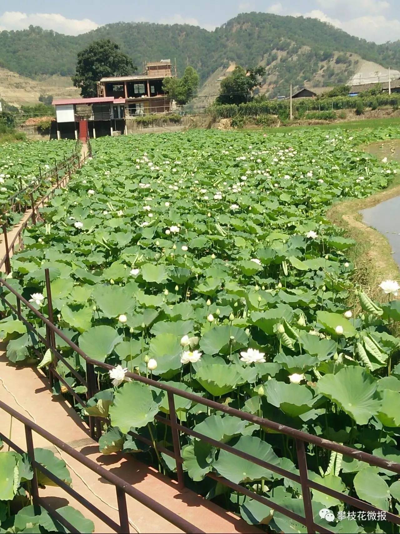 芭蕉镇人口_芭蕉树图片(2)